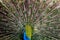 A male peacock spreads its feathers. An African Peacock