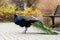 a male peacock stands on a path