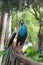 Male Peacock Struts Across Felled Tree in St Augustine Florida