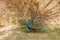 Male peacock unfurling its beautiful feathers.