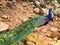 Male peacock, which has very long tail feathers that have eye-like markings