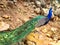 Male peacock, which has very long tail feathers that have eye-like markings