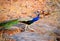 Male peafowl (peacock) bird