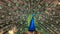 Male peafowl, which has very long tail feathers that have eye-like markings