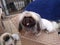 Male pekingese dog