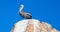 Male Pelican perched on La Anegada Rock at Lands End at Cabo San Lucas Baja Mexico BCS