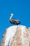 Male Pelican perched on La Anegada Rock at Los Arcos / Lands End at Cabo San Lucas Mexico