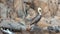 Male Pelican perched on Pelikan Rock in Cabo San Lucas Baja Mexico