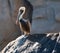 Male Pelican perching on Pelikan Rock in Cabo San Lucas Baja Mexico