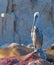 Male Pelican shining on Pelikan Rock in Cabo San Lucas Baja Mexico