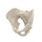 Male Pelvis Skeleton on white. 3D illustration