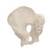 Male Pelvis Skeleton on white. 3D illustration