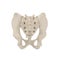 Male Pelvis Skeleton on white. 3D illustration