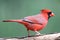 Male Perching Cardinal