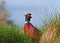 Male Pheasant