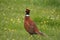 Male Pheasant