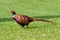 Male pheasant on grass in sunshine