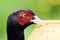 Male pheasant head resting on bird table