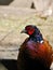 Male Pheasant head and upper body