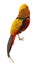 Male Pheasant - Isolated