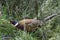 Male Pheasant - Phasianus Colchicus - In The Scrub