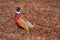 Male pheasant rooster in a freshly cut field