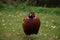 A Male Pheasant Standing Still on One Leg