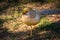 Male Pheasant Walking in The Meadow