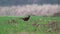 Male pheasant walking, running, within a field during rain.