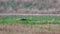 Male pheasant walking, running, within a field during rain.