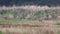 Male pheasant walking, running, within a field during rain.