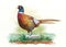 Male pheasant watercolor