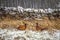 Male Pheasants in Winter Snow