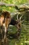 Male Philippine spotted deer drinking