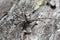 Male philodromid crab spider, Philodromus margaritatus camouflaged on burnt pine bark