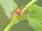 male Philodromus crab spider