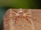 Male Philodromus Dispar Crab spider on the edge of a wooden garden bench