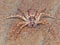 Male Philodromus Dispar Crab spider - macro