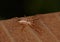 Male Philodromus Dispar Crab spider - macro side view