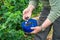 A male picking blackcurrant