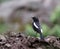 Male pied bushchat