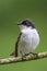 Male pied flycatcher