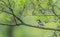 Male pied flycatcher