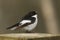 A male Pied Flycatcher Ficedula hypoleuca, perched on a tree stump.