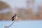 Male pied kingfisher on a branch at Lake Naivasha, Kenya