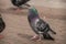 Male pigeon displays and struts after a female in the city