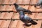 Male pigeon on the roof tiles