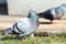 Male pigeon walking proud