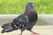 Male pigeon walking proudly