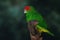 Male Pileated Parrot